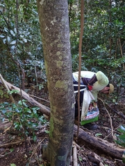 Cupaniopsis flagelliformis