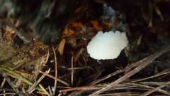 Reticularia intermedia