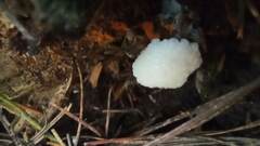 Reticularia intermedia