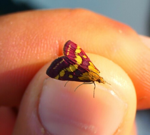 vijačka purpurová (Pyrausta purpuralis)