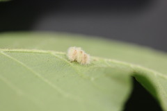 Caryomyia albipilosa