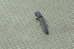 Cylindromorphus filum