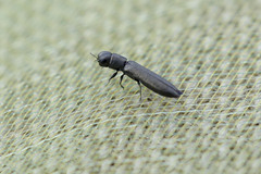 Cylindromorphus filum