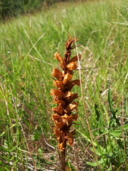 Orobanche elatior