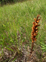Orobanche elatior