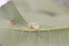 Caryomyia albipilosa