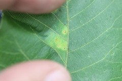 Caryomyia albipilosa