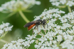 Sphecodes albilabris