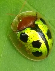 Chiridopsis bowringii