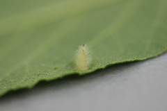 Caryomyia albipilosa