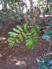 Cupaniopsis flagelliformis