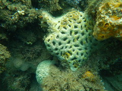 Acanthastrea