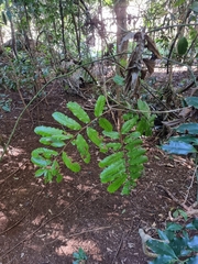 Cupaniopsis flagelliformis