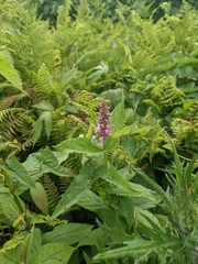 Stachys latidens