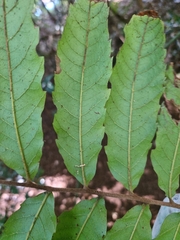 Cupaniopsis flagelliformis