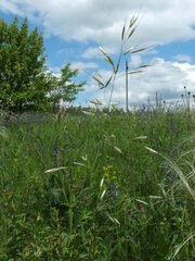 Helictotrichon desertorum
