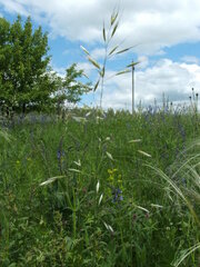 Helictotrichon desertorum