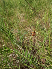 Orobanche elatior