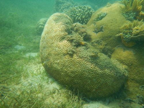 Paramontastraea peresi