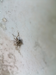 Conorhynchus nigrivittis