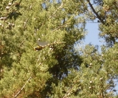 Cordulegaster boltonii