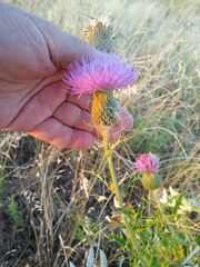 Cirsium engelmannii