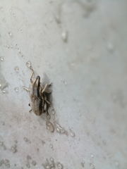 Conorhynchus nigrivittis