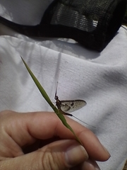 Ephemera vulgata