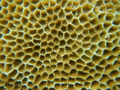 Paramontastraea peresi