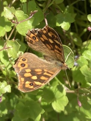 Pararge aegeria