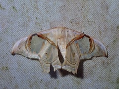 Macrauzata melanapex