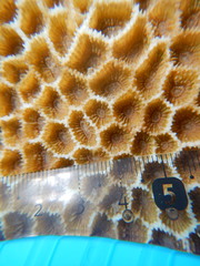 Paramontastraea peresi