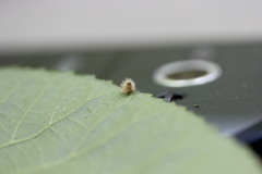 Caryomyia albipilosa