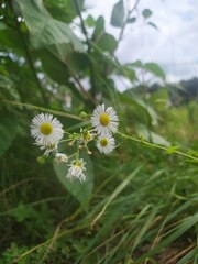 Erigeron annuus