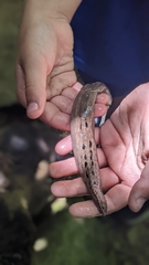Limax conemenosi