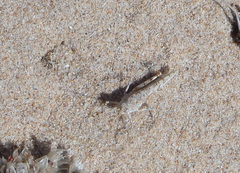 Sphingonotus imitans
