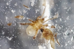 Hypoaspis aculeifer
