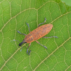 Lixus impressiventris