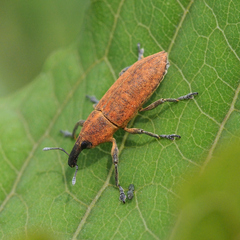 Lixus impressiventris