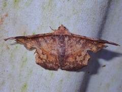 Fascellina albicordis
