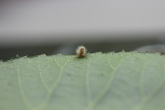 Caryomyia albipilosa