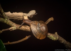 Nitor subrugatus