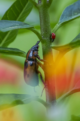 Cyclocephala mafaffa