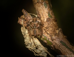 Australomimetus maculosus