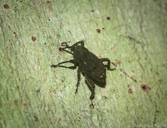 Isax planipennis