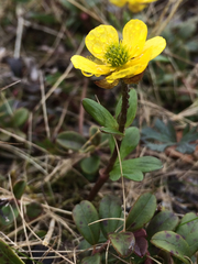 Ranunculus nivalis