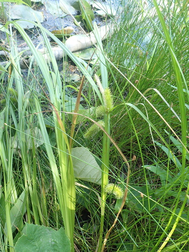 bristly sedge — photo 1