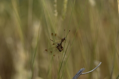 Deleproctophylla australis