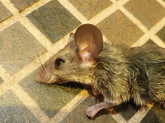 Ototylomys phyllotis