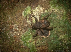 Methidrysis afflicta